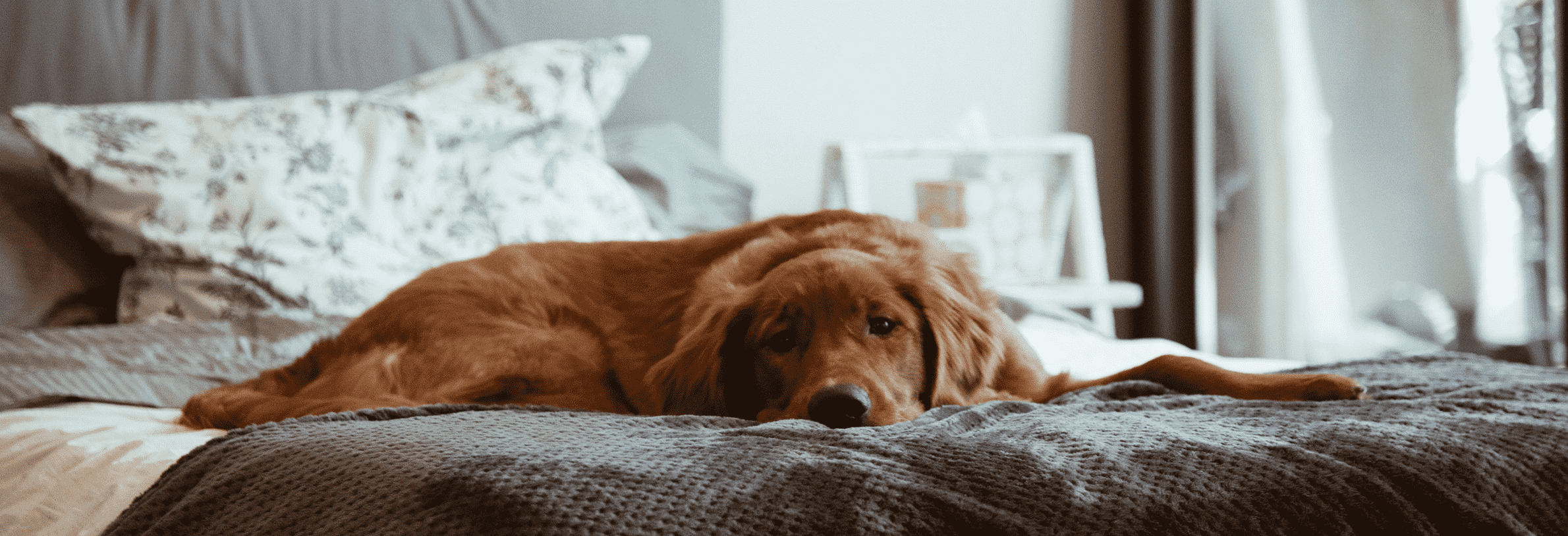 Maag- en darmproblemen bij de hond
