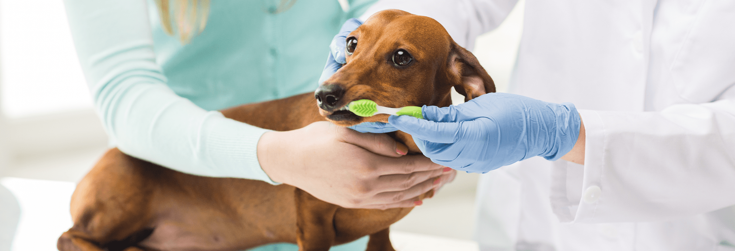 Vies hondengebit behandelen