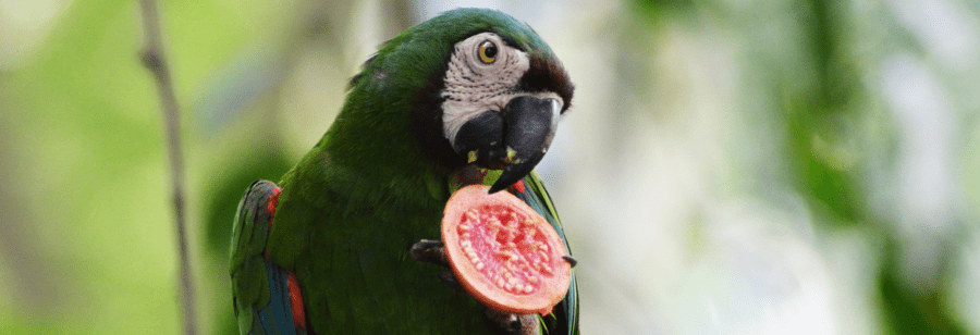 Wat eten papegaaien?