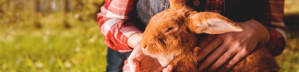 Myiasis (huidmadenziekte) bij konijnen