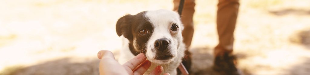 Preventieve vlooienbestrijding bij honden