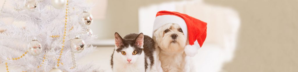 Veilige feestdagen samen met je huisdier