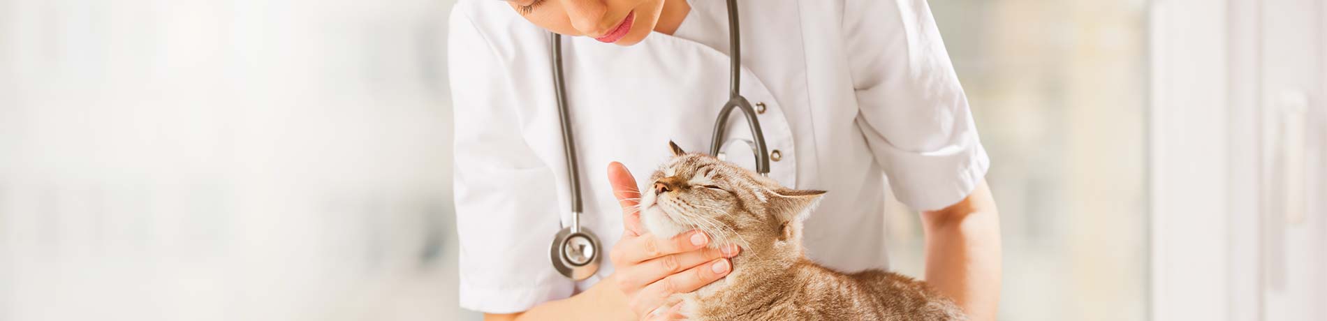 Maag- darmproblemen bij katten