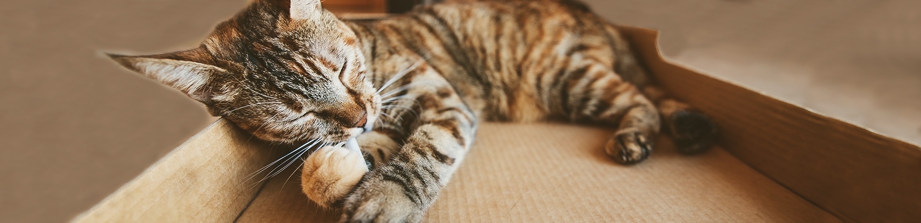 Verveling kat – Tips om dit te voorkomen!