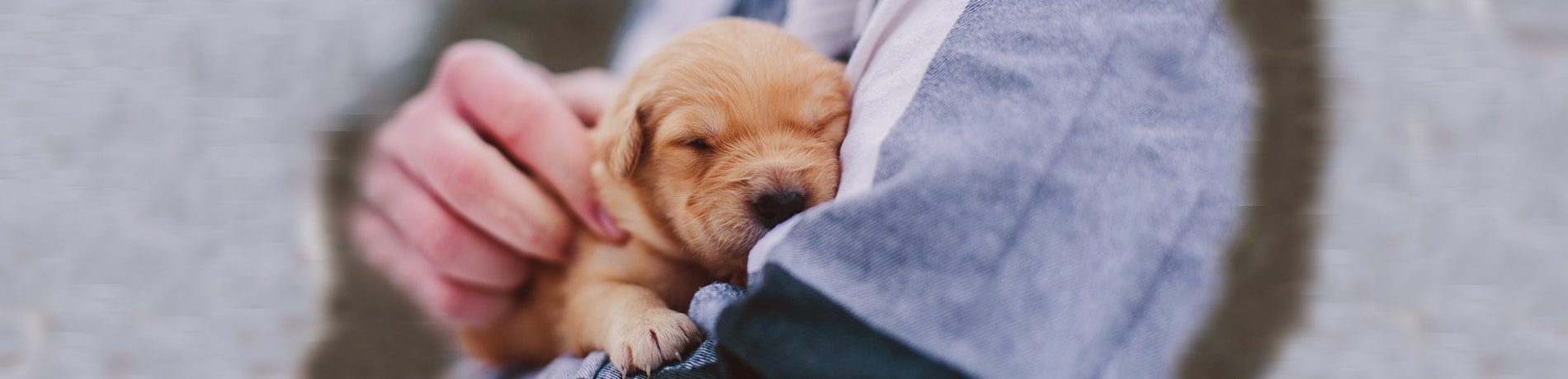 Puppy slapen: 5 tips voor een goede nachtrust!