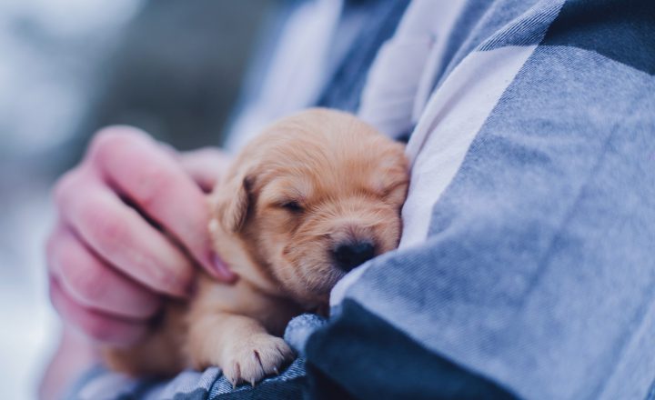 puppy zindelijk maken tuin