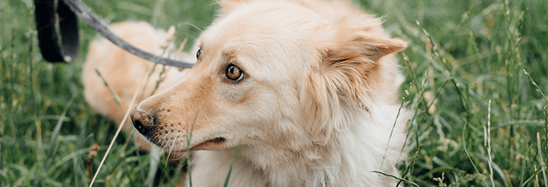 Bange hond: tips voor meer zelfvertrouwen