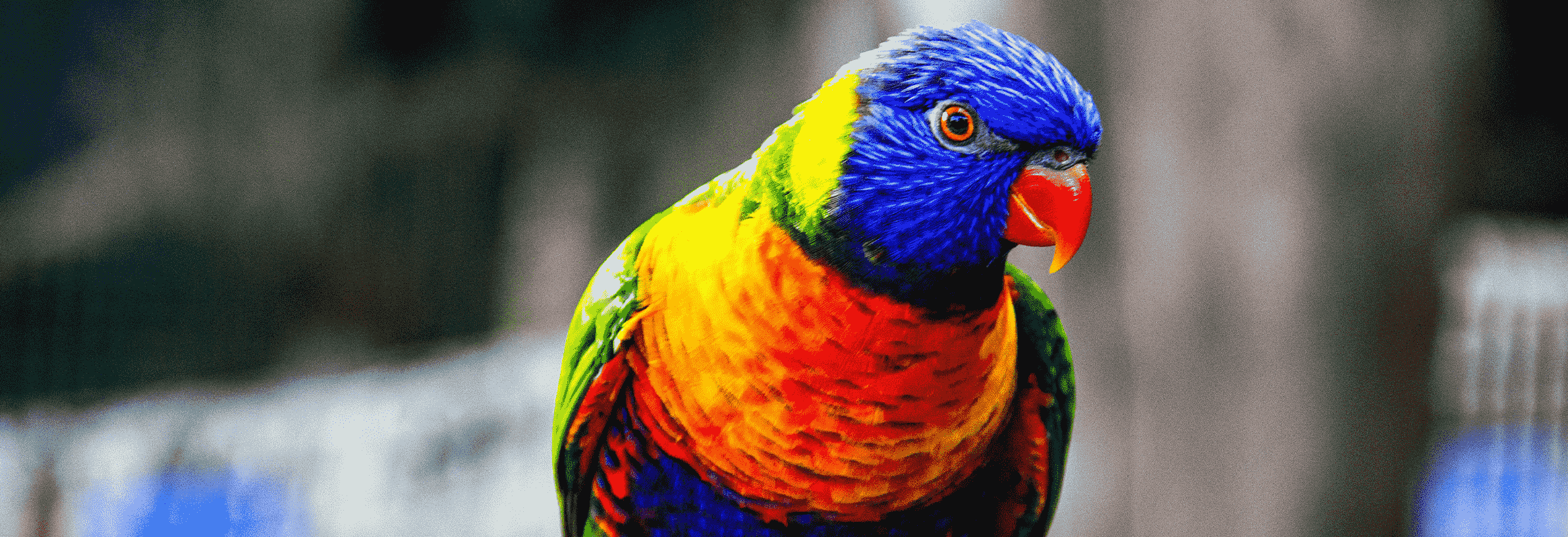 Een papegaai als huisdier: waar moet ik rekening mee houden?
