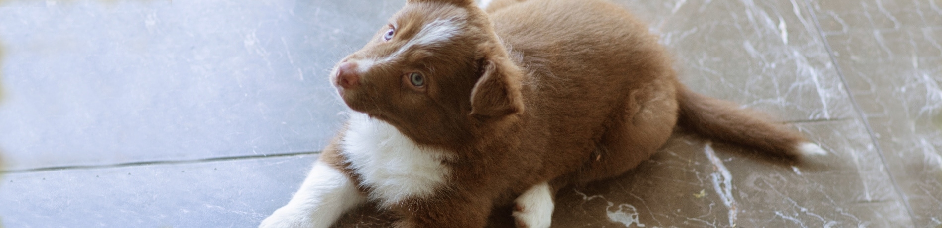 Puppy controle dierenarts: de eerste keer