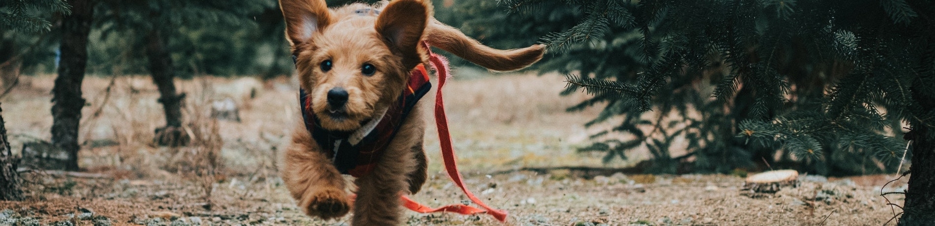 Is een kerstboom giftig voor honden?