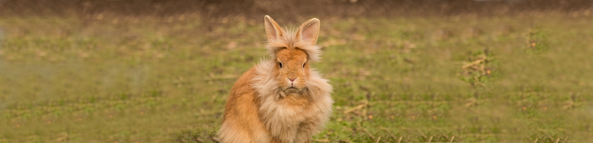Wintervacht konijn, goed genoeg voor de winter?
