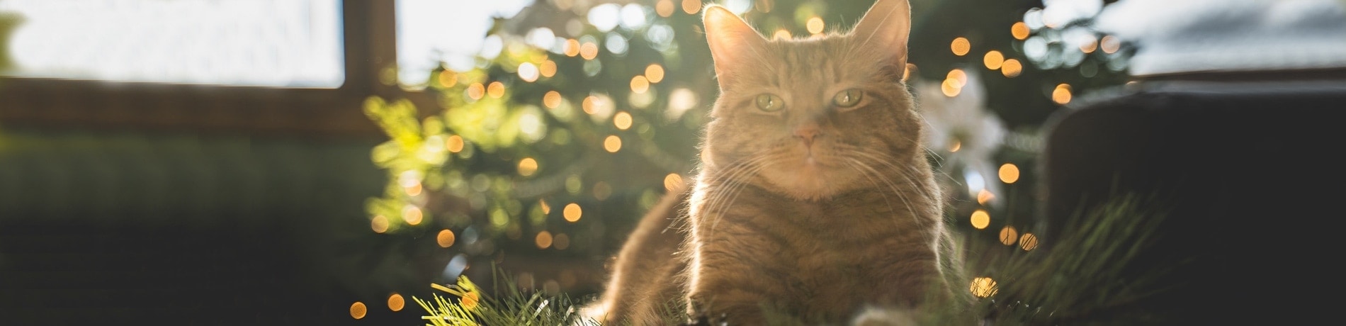 Kat eet van kerstboom, wat moet ik doen?