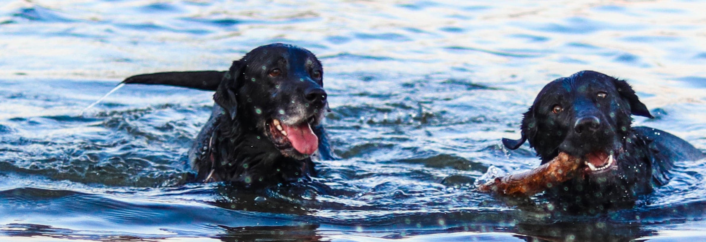 Hond leren zwemmen in 6 stappen!
