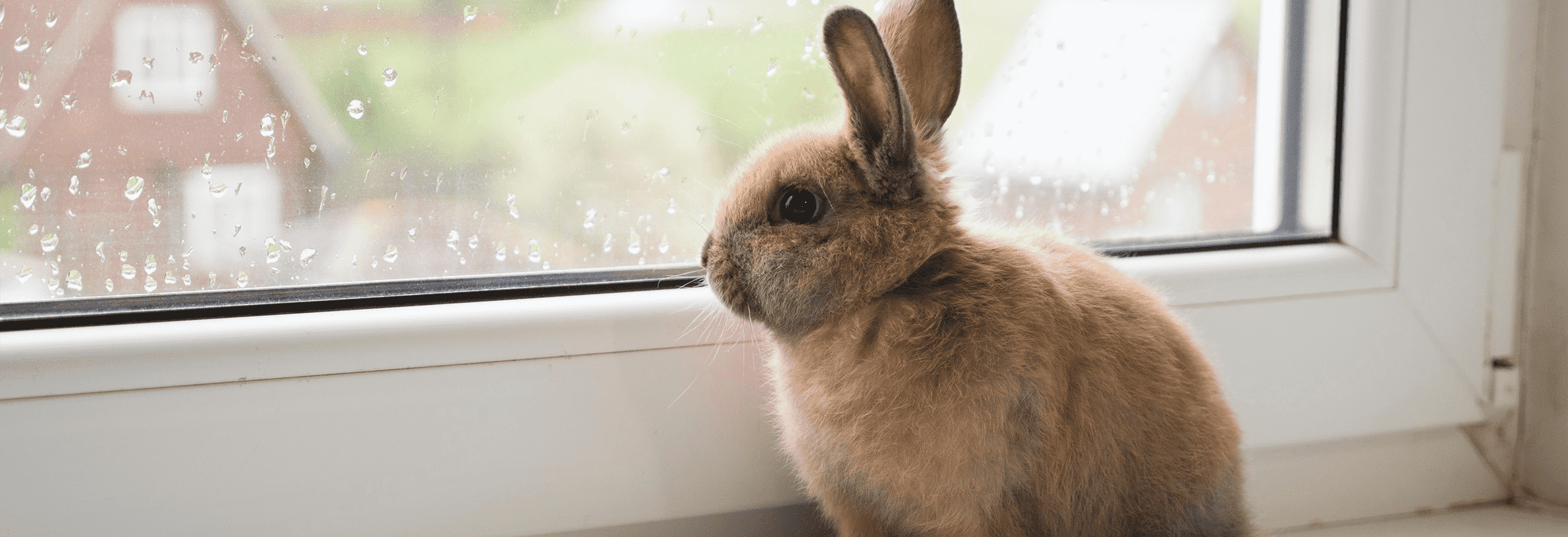 Myiasis konijn, wat moet ik weten?