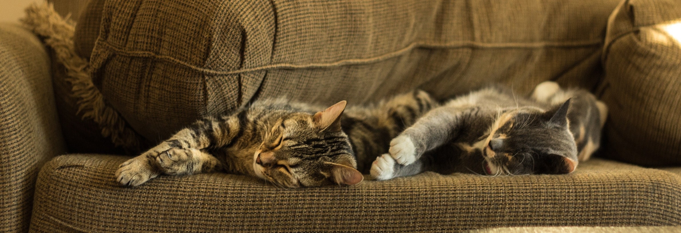 Kattenoppas aan huis: De juiste oppas voor jouw kat!