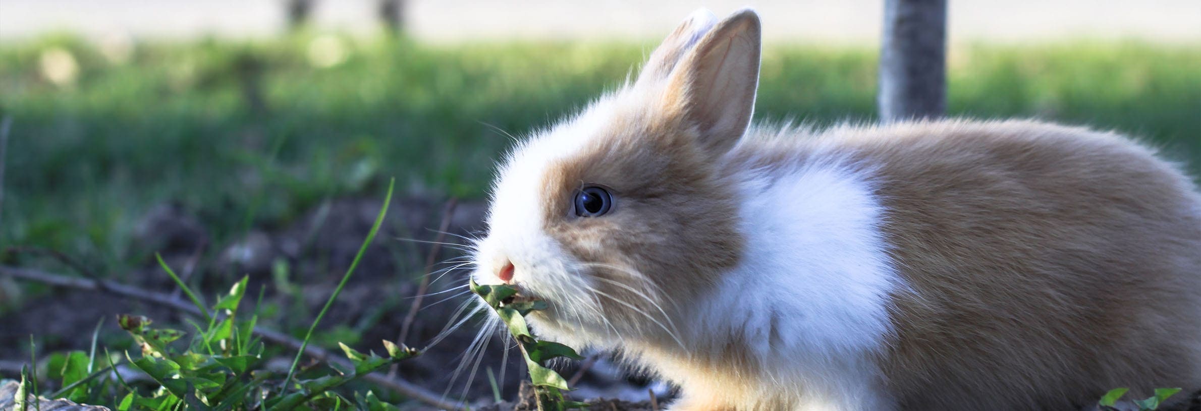 Giftige planten voor je konijn