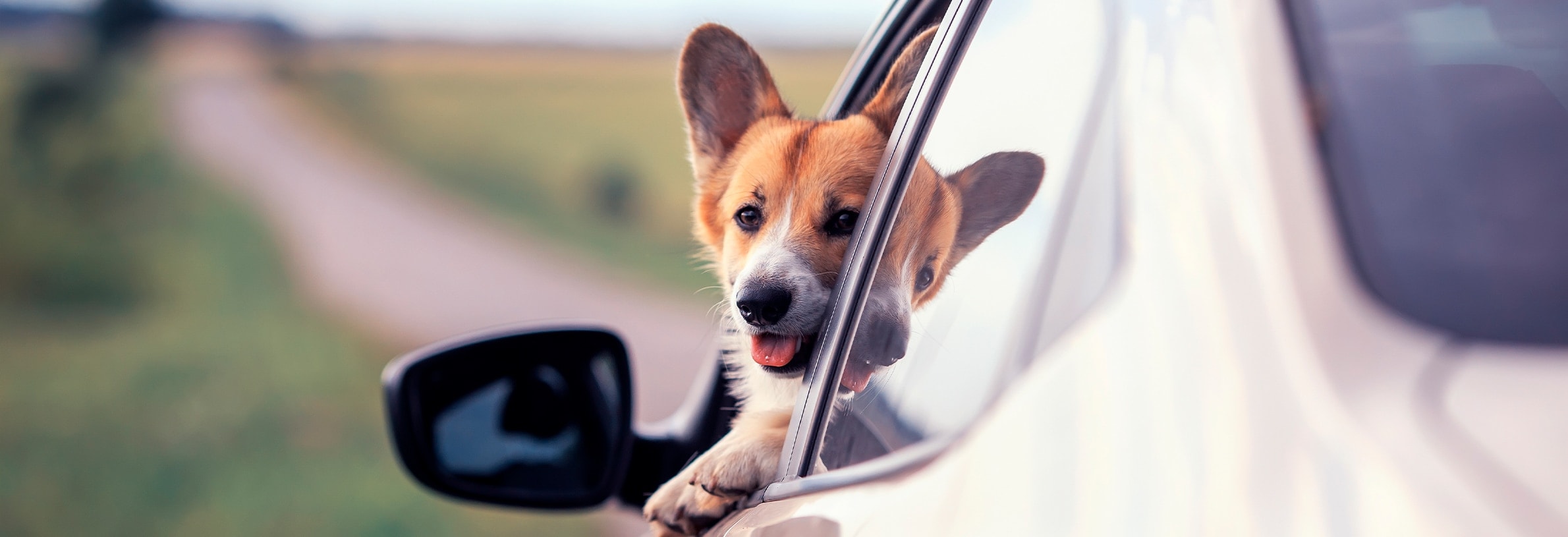 Hond vervoeren in de auto, hoe doe ik dat veilig?