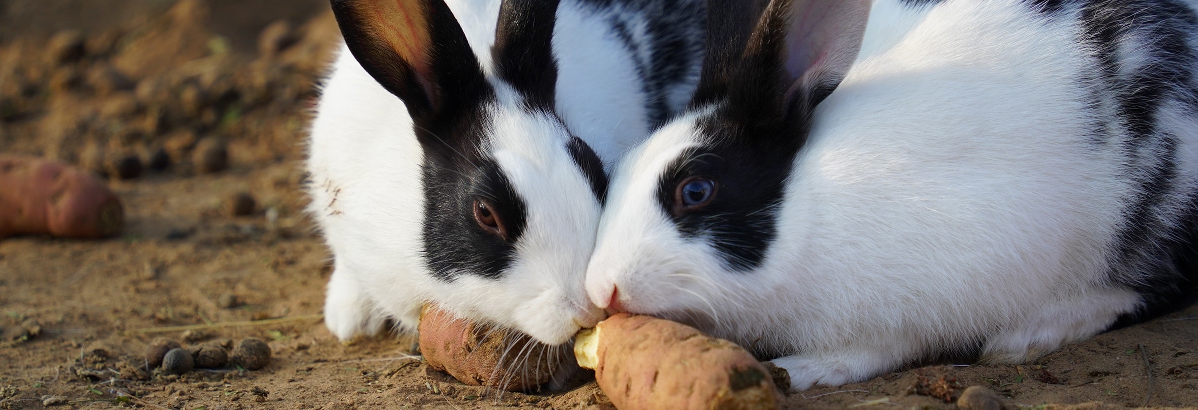 Zelf snacks voor konijnen maken: knagen maar!