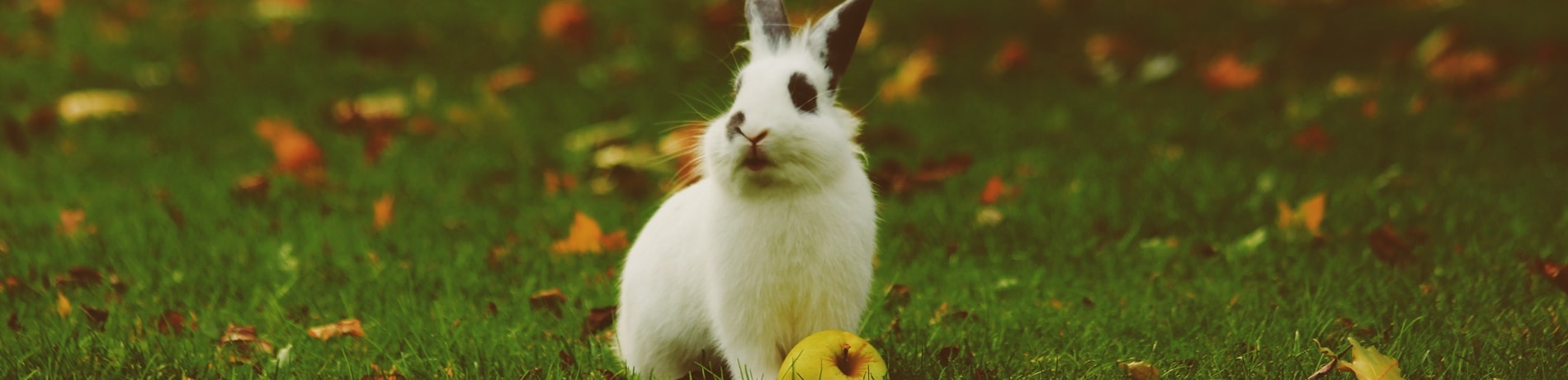 Waar koop je een konijn: de mogelijkheden