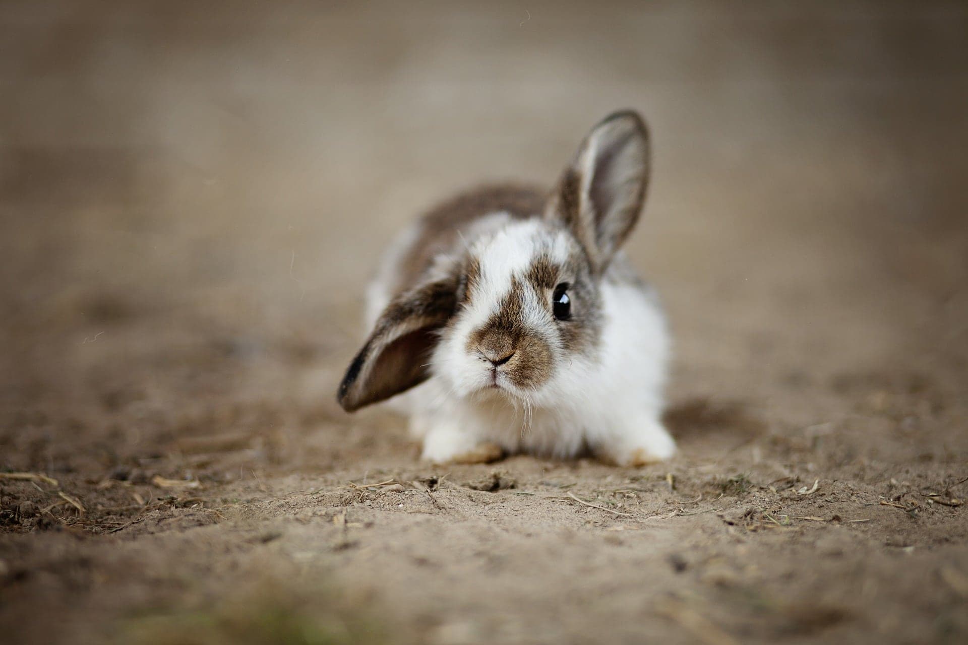Stress bij konijnen, wat moet ik doen?