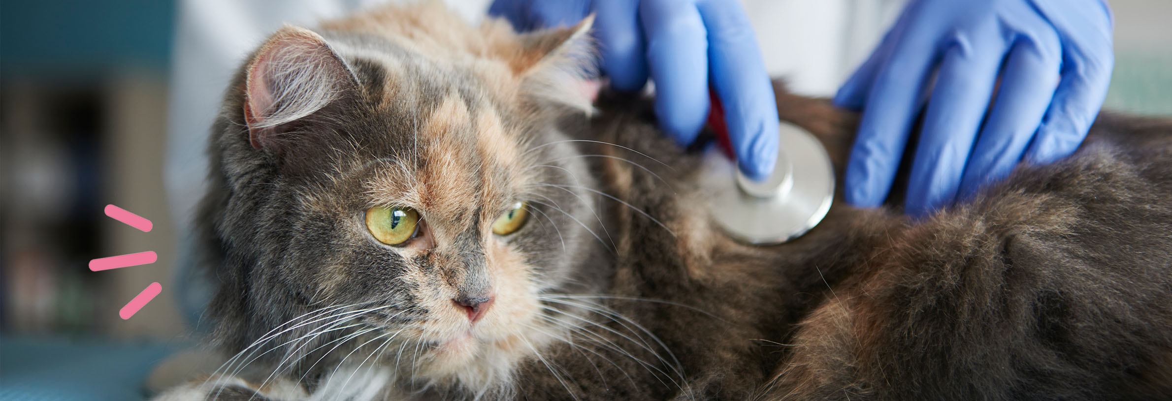 Kattenbaasje krijgt dierenartsrekening van €2.673,90